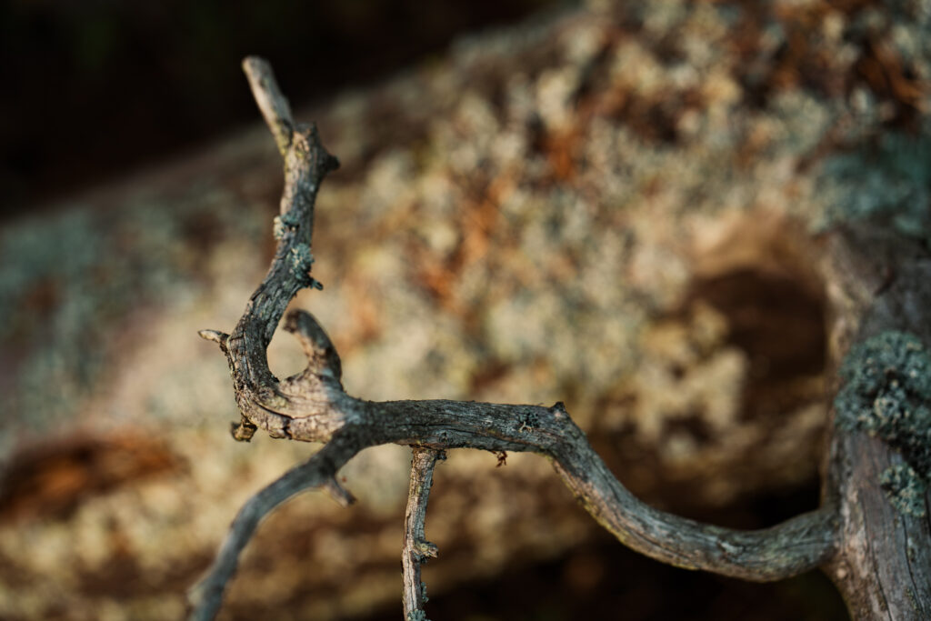 Mohko_syyskuu_25_pienet-08