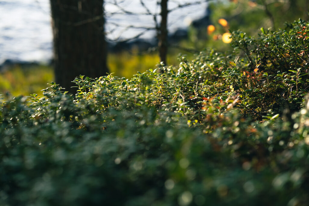 Mohko_syyskuu_25_pienet-23