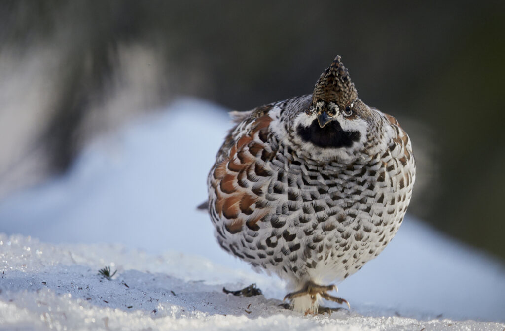 Hazel Grouse (Bonasia bonasia) Kuusamo Finland April 2015