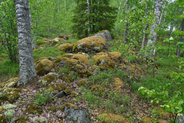 Iso Lamposaari eteläpuoli 7.6.2025 55