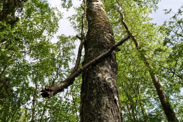 Iso Lamposaari eteläpuoli 7.6.2025 68