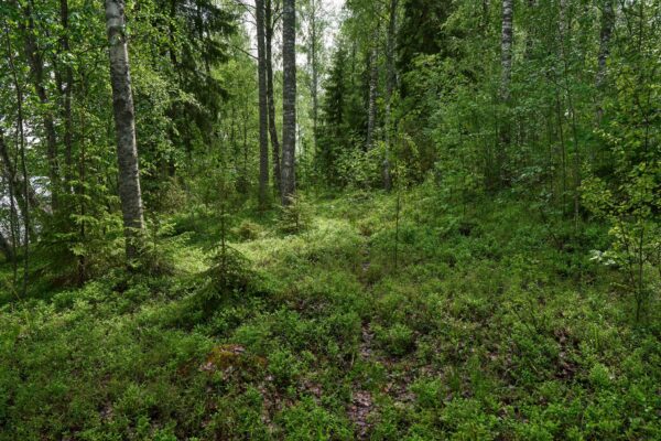 Iso Lamposaari eteläpuoli 7.6.2025 71