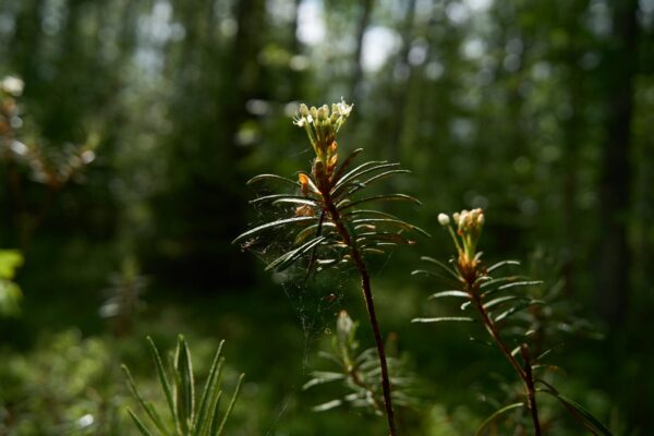 Iso Lamposaari eteläpuoli 7.6.2025 80