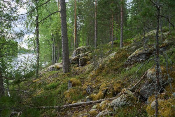 Iso Lamposaari pohjoispää 7.6.2025 6