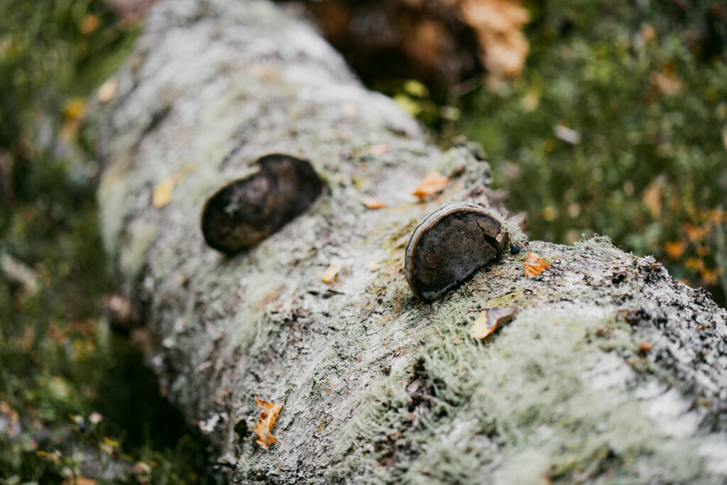 Mohko_syyskuu_25–-05